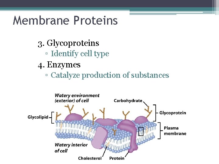 Membrane Proteins 3. Glycoproteins ▫ Identify cell type 4. Enzymes ▫ Catalyze production of