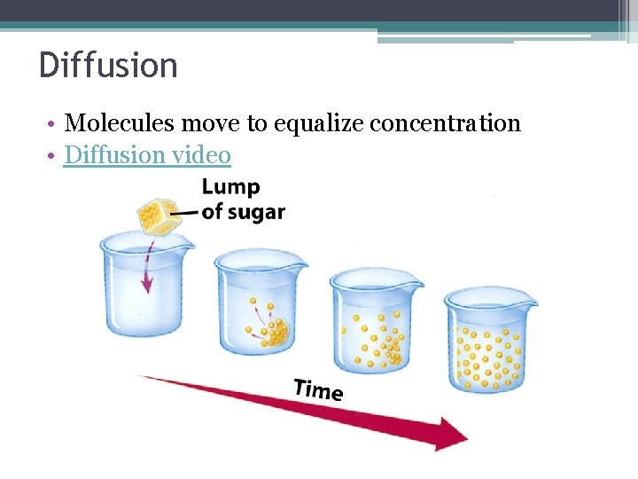 Diffusion • Molecules move to equalize concentration • Diffusion video 