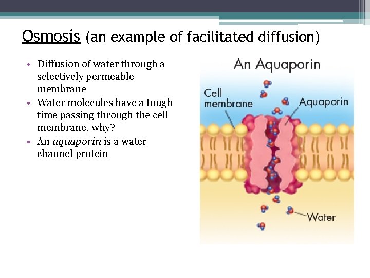 Osmosis (an example of facilitated diffusion) • Diffusion of water through a selectively permeable