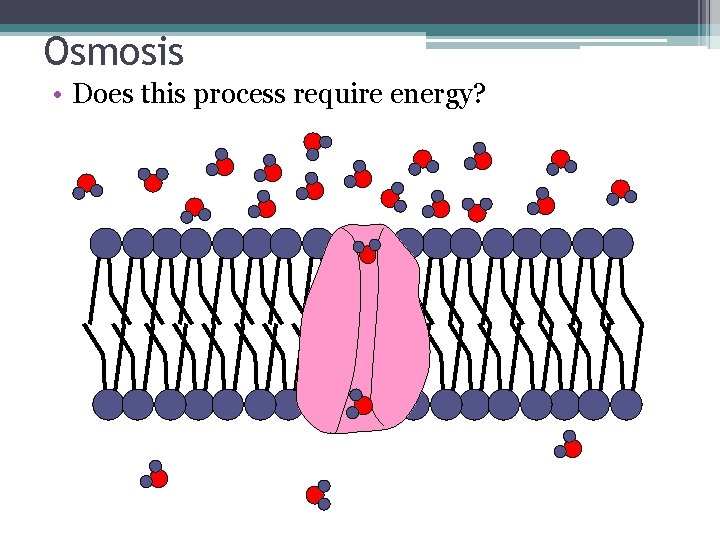 Osmosis • Does this process require energy? 