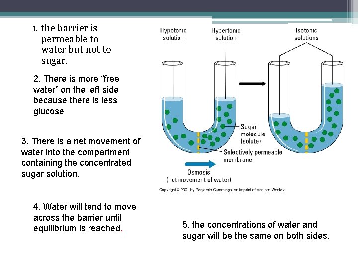 1. the barrier is permeable to water but not to sugar. 2. There is