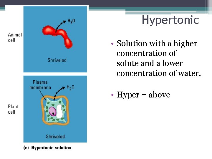 Hypertonic • Solution with a higher concentration of solute and a lower concentration of