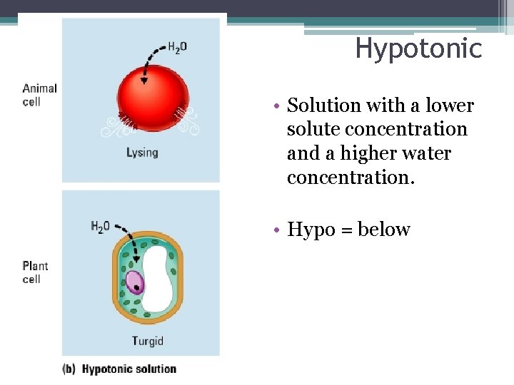 Hypotonic • Solution with a lower solute concentration and a higher water concentration. •