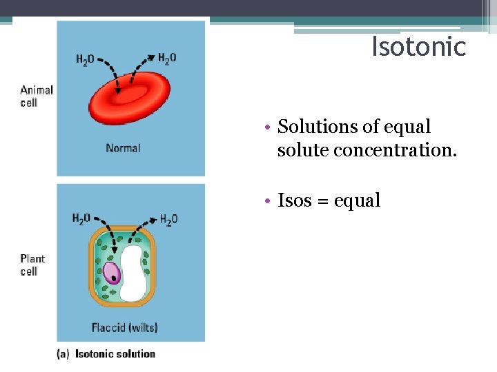 Isotonic • Solutions of equal solute concentration. • Isos = equal 