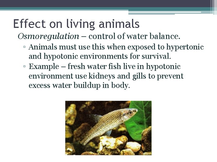 Effect on living animals Osmoregulation – control of water balance. ▫ Animals must use