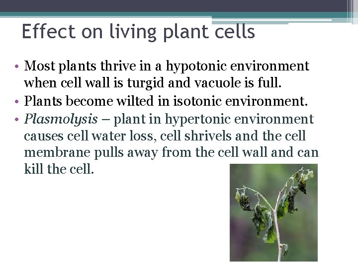 Effect on living plant cells • Most plants thrive in a hypotonic environment when