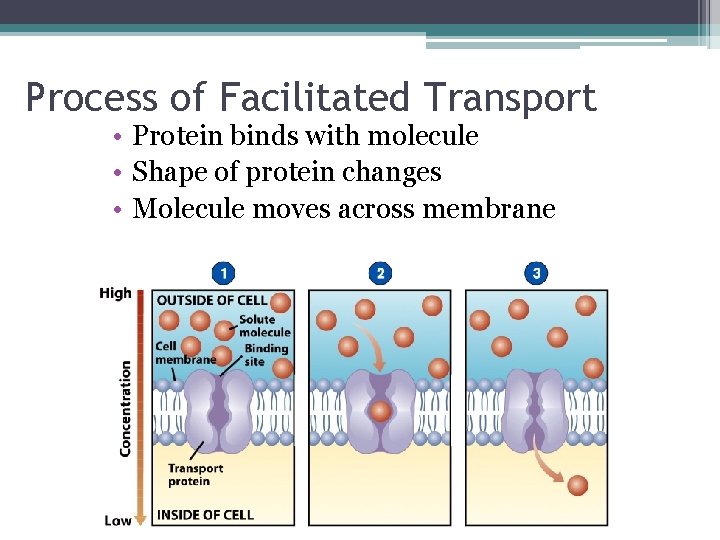 Process of Facilitated Transport • Protein binds with molecule • Shape of protein changes