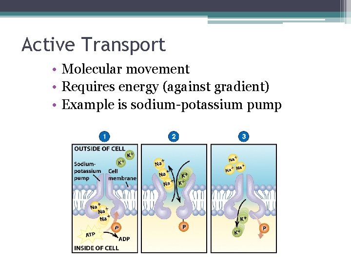 Active Transport • Molecular movement • Requires energy (against gradient) • Example is sodium-potassium