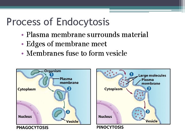 Process of Endocytosis • Plasma membrane surrounds material • Edges of membrane meet •