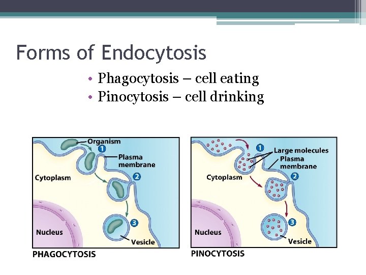 Forms of Endocytosis • Phagocytosis – cell eating • Pinocytosis – cell drinking 