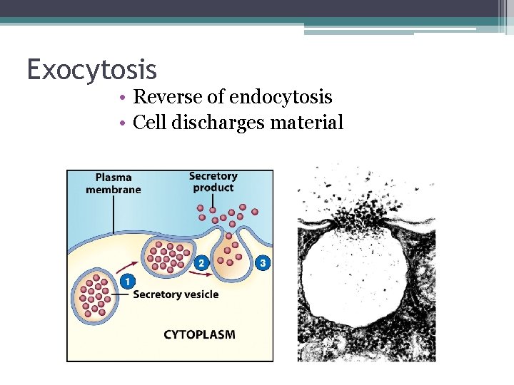 Exocytosis • Reverse of endocytosis • Cell discharges material 