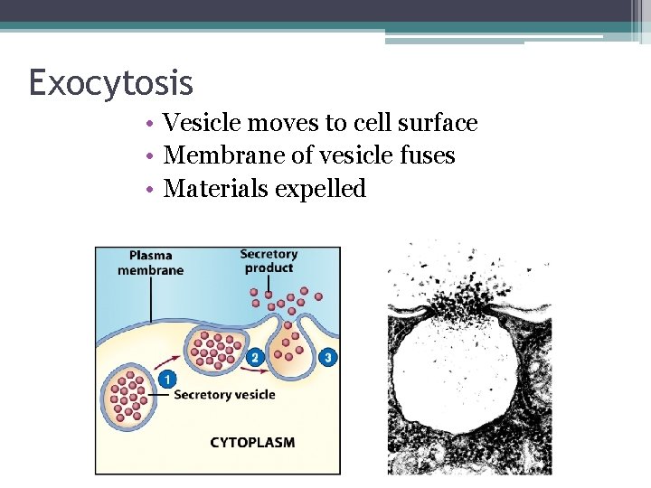 Exocytosis • Vesicle moves to cell surface • Membrane of vesicle fuses • Materials