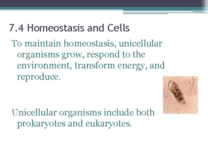 7. 4 Homeostasis and Cells To maintain homeostasis, unicellular organisms grow, respond to the