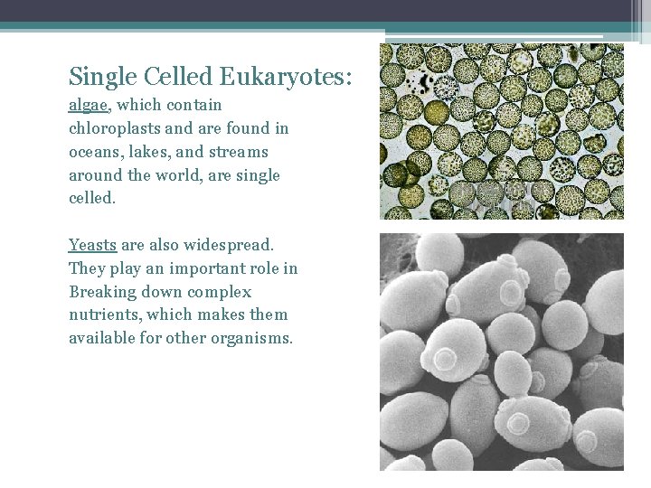 Single Celled Eukaryotes: algae, which contain chloroplasts and are found in oceans, lakes, and