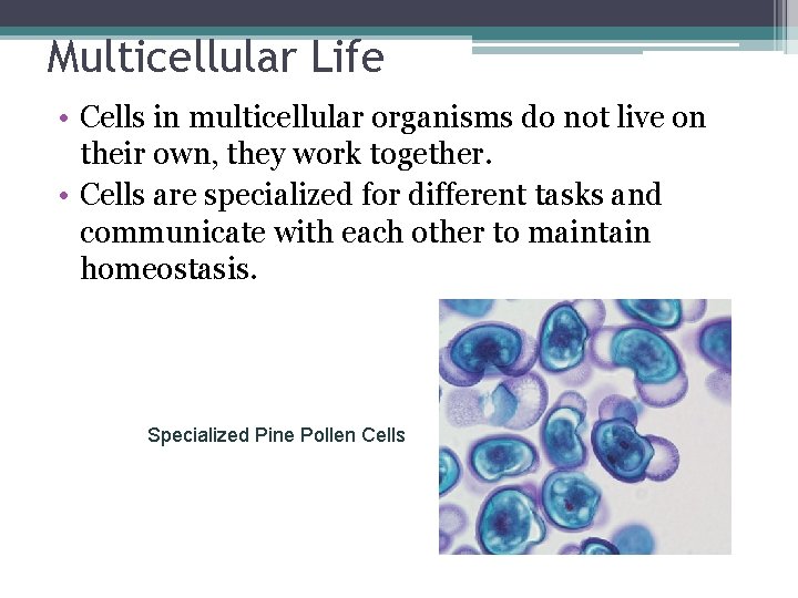 Multicellular Life • Cells in multicellular organisms do not live on their own, they