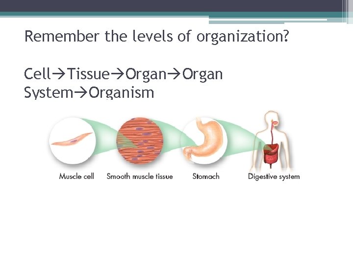 Remember the levels of organization? Cell Tissue Organ System Organism 