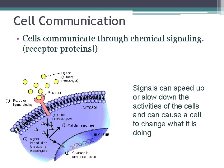 Cell Communication • Cells communicate through chemical signaling. (receptor proteins!) Signals can speed up
