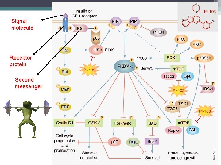 Signal molecule Receptor protein Second messenger 