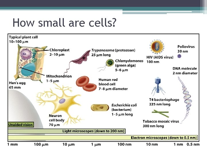 How small are cells? Cell Size 