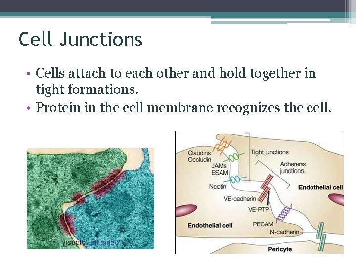 Cell Junctions • Cells attach to each other and hold together in tight formations.