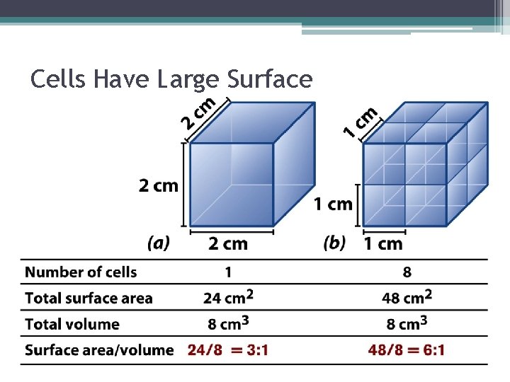 Cells Have Large Surface Area-to-Volume Ratio 