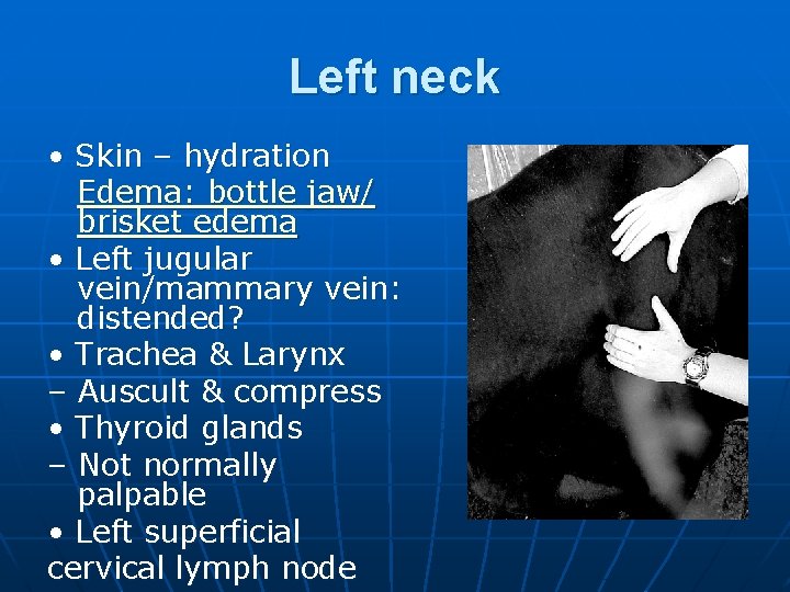 Left neck • Skin – hydration Edema: bottle jaw/ brisket edema • Left jugular
