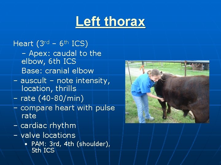 Left thorax Heart (3 rd – 6 th ICS) – Apex: caudal to the