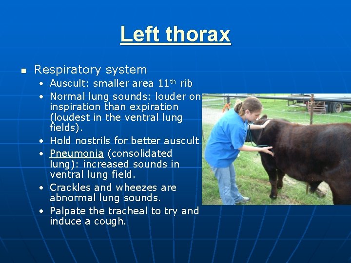 Left thorax n Respiratory system • Auscult: smaller area 11 th rib • Normal