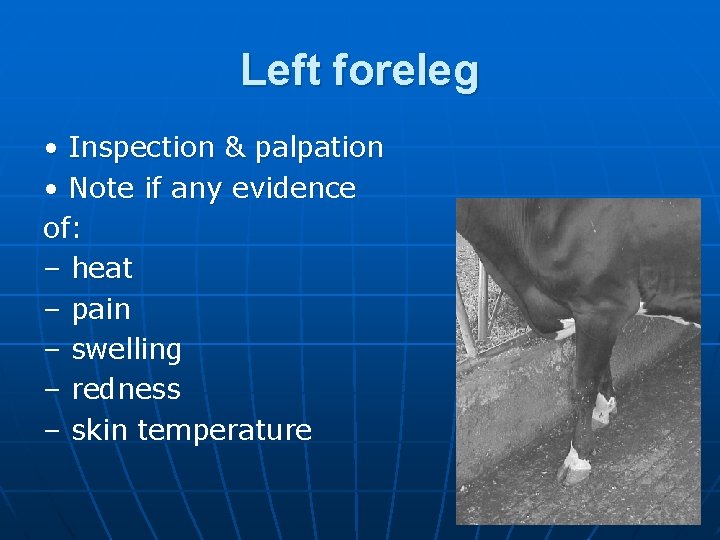 Left foreleg • Inspection & palpation • Note if any evidence of: – heat