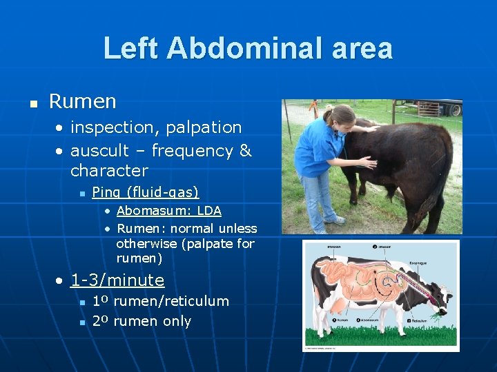 Left Abdominal area n Rumen • inspection, palpation • auscult – frequency & character