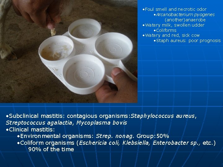  • Foul smell and necrotic odor • Arcanobacterium pyogenes (another)anaerobe • Watery milk,