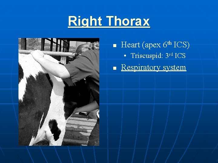 Right Thorax n Heart (apex 6 th ICS) • Triscuspid: 3 rd ICS n