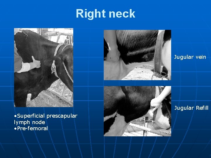 Right neck Jugular vein Jugular Refill • Superficial prescapular lymph node • Pre-femoral 