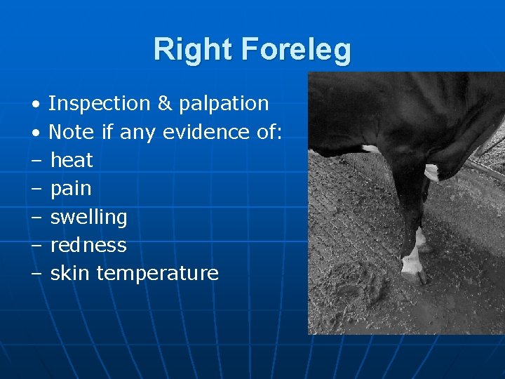 Right Foreleg • Inspection & palpation • Note if any evidence of: – heat