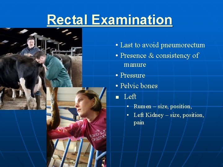 Rectal Examination • Last to avoid pneumorectum • Presence & consistency of manure •