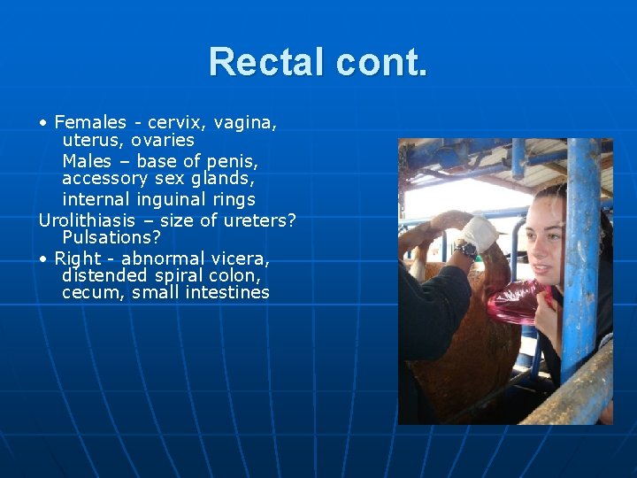 Rectal cont. • Females - cervix, vagina, uterus, ovaries Males – base of penis,