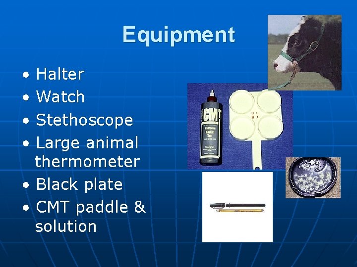 The Physical Examination Cattle II Procedures Equipment Halter