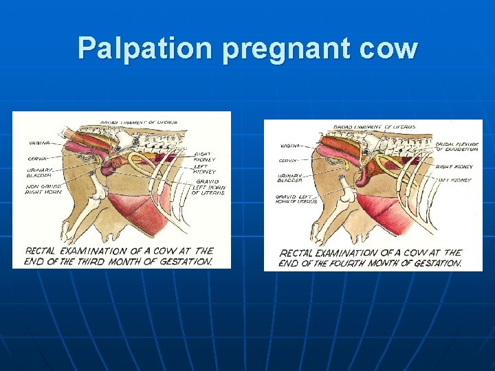 Palpation pregnant cow 