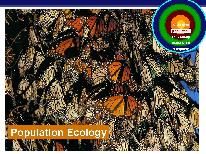 organism population community ecosystem biosphere Population Ecology AP Biology 