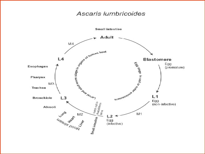 Ascaris taxonómus kibaszott paraziták