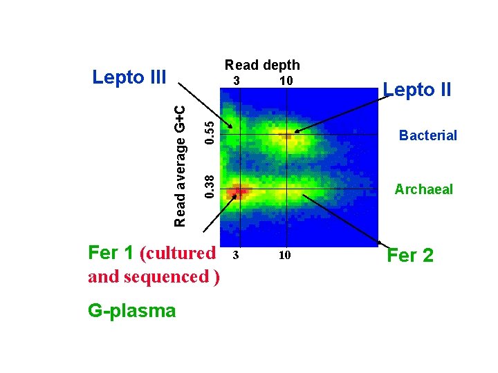 Read depth Lepto III 0. 55 Fer 1 (cultured and sequenced ) G-plasma 10