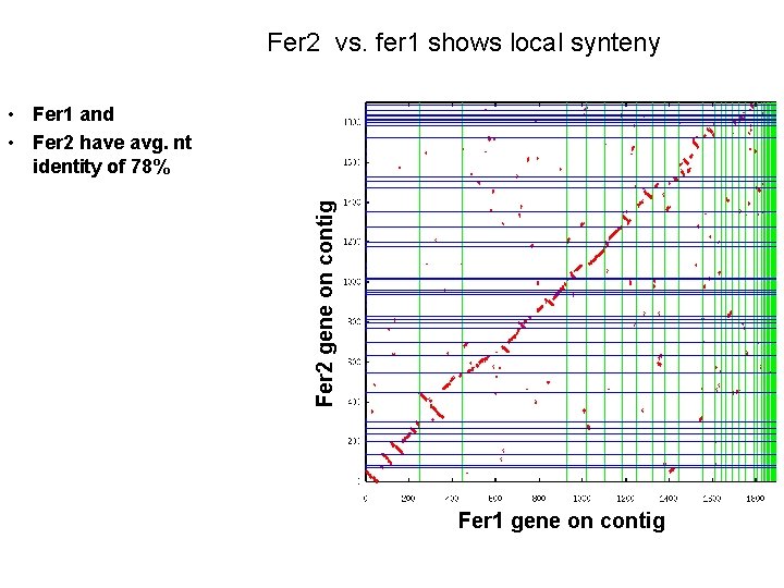 Fer 2 vs. fer 1 shows local synteny Fer 2 gene on contig •