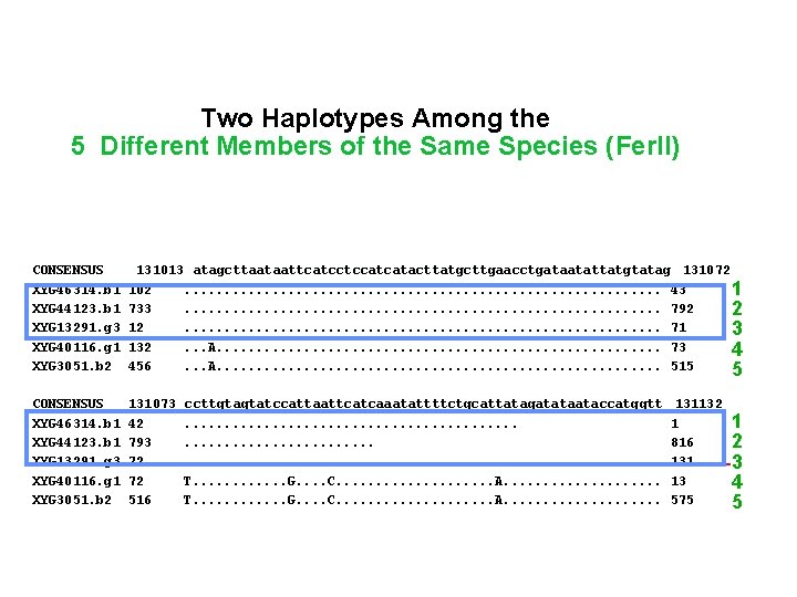 131012 Two Haplotypes Among the 103 5 Different Members of the Same Species (Fer.