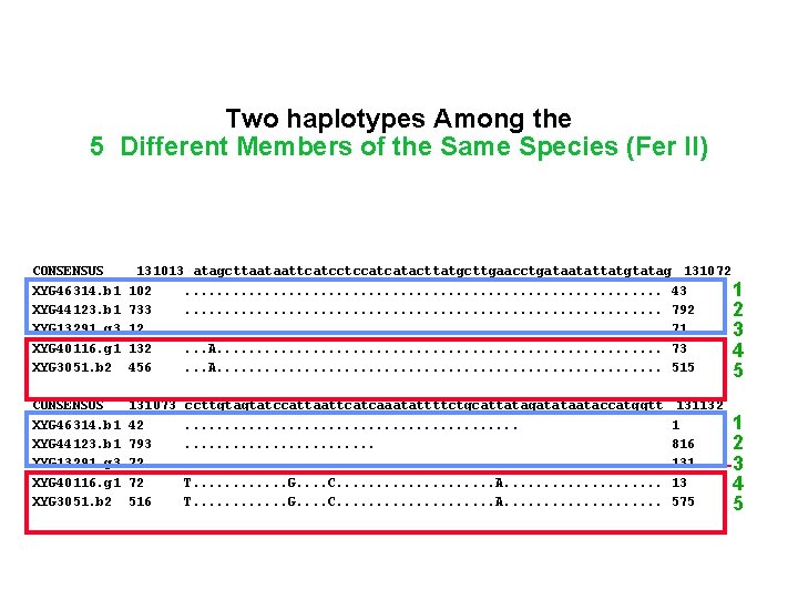 131012 Two haplotypes Among the 103 5 Different Members of the Same Species (Fer