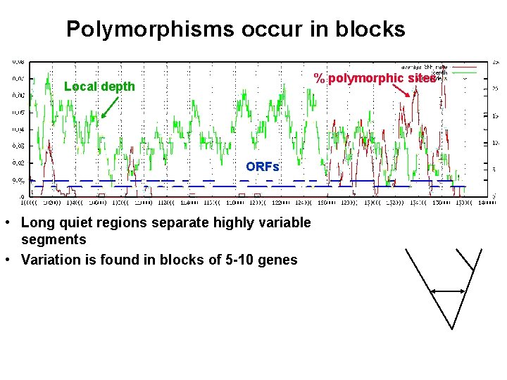 Polymorphisms occur in blocks % polymorphic sites Local depth ORFs • Long quiet regions
