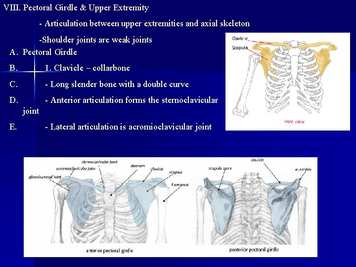 VIII. Pectoral Girdle & Upper Extremity - Articulation between upper extremities and axial skeleton