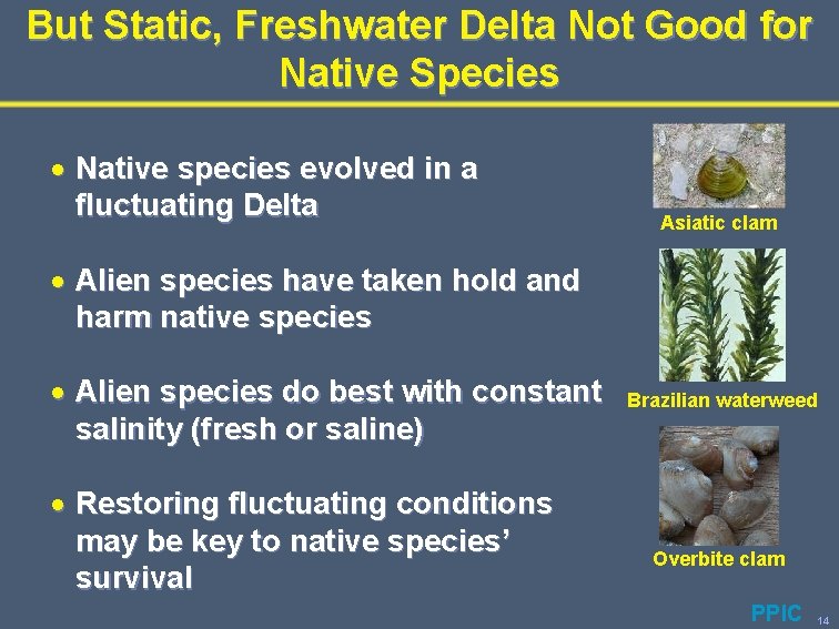 But Static, Freshwater Delta Not Good for Native Species · Native species evolved in