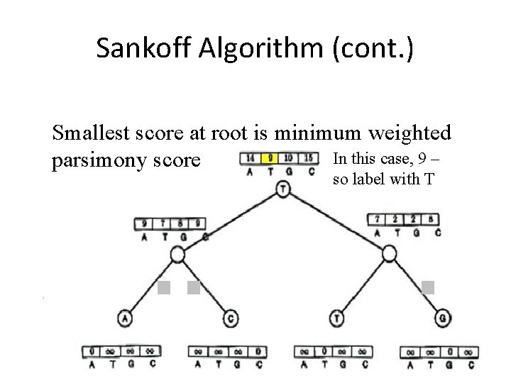 Sankoff Algorithm (cont. ) Smallest score at root is minimum weighted In this case,