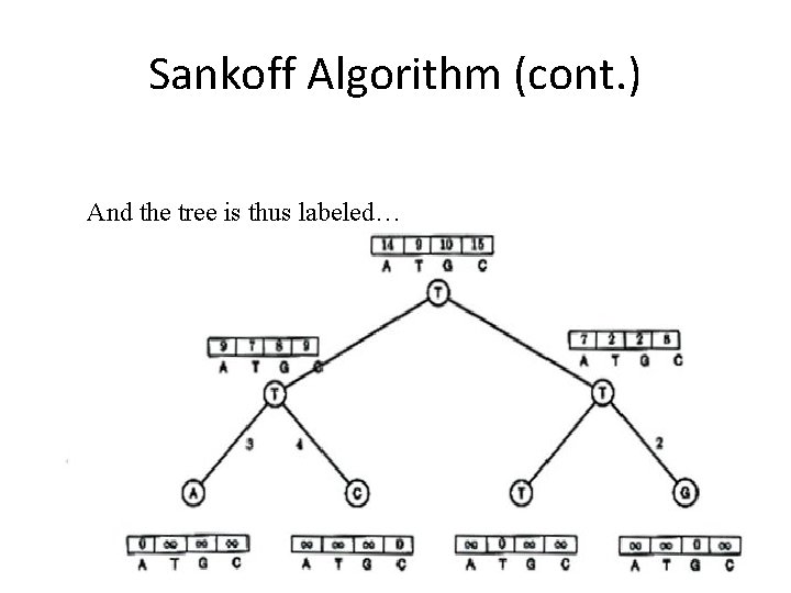 Sankoff Algorithm (cont. ) And the tree is thus labeled… 