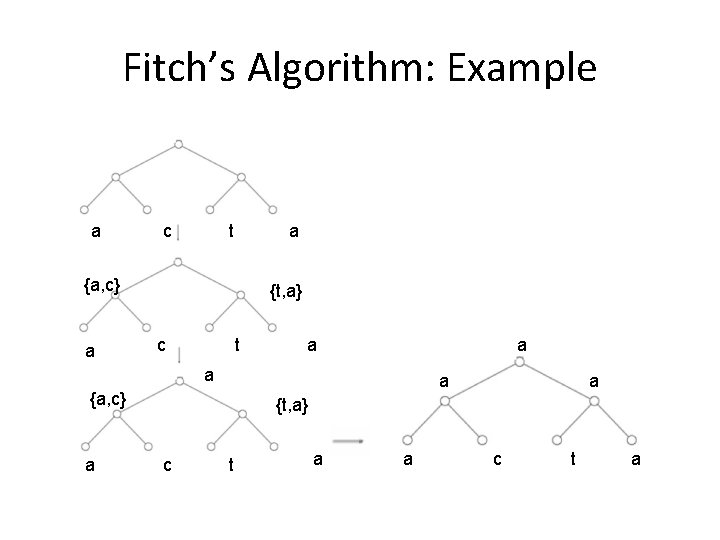 Fitch’s Algorithm: Example a c t a {a, c} a {t, a} c t